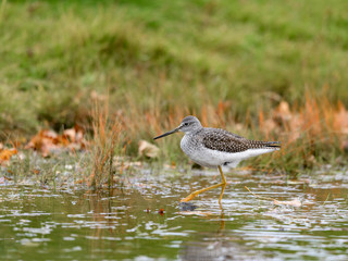 Greater Yellowlegs Foraging on the Pond