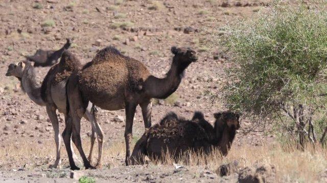 Herd of dromedary camels around a bush in Nkob, Morocco
