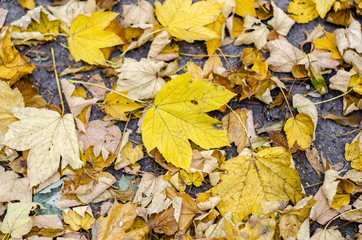 texture of yellow autumn birch and maple leaves on the ground.