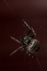 spider