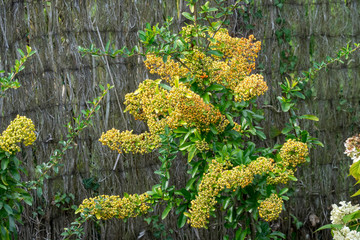 Arbuste, le Buisson ardent (Pyracantha coccinea) aux rameaux épineux aux petits fruits de couleur jaunâtre