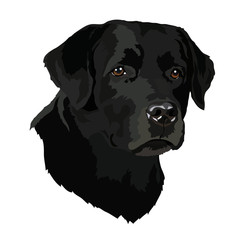 Head of a Labrador Retriever dog portrait on a black background. Vector illustration