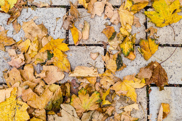 texture of yellow autumn maple leaves on the masonry.