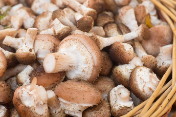 Armillaria , group of forest mushrooms in  wicker basket