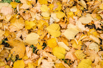 texture of yellow autumn birch and maple leaves on the ground.