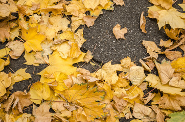 texture of yellow autumn maple leaves on the ground.