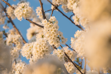 Spring flowers with blue sky in the background 