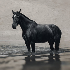 Black horse in water like black gold