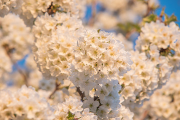 Fototapeta premium Cherry flowers blooming