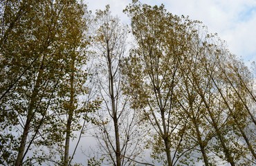 trees in autumn
