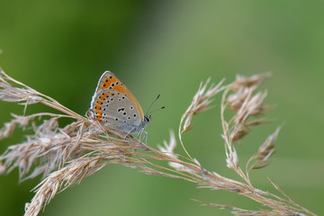  Küçük Ateş / Lycaena thersamon /  