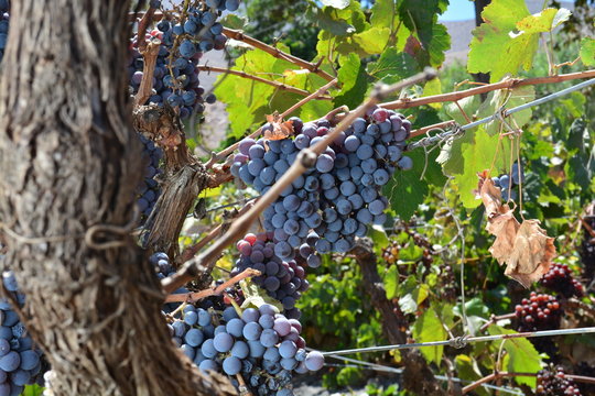 uvas
