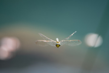 Libellule jaune et bleu en vol