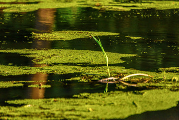 pond tightened with duckweed