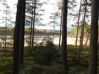 Obraz premium Pine forest, autumn landscape with stones and trees