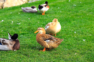 Large yellow and gray geese are walking on the green lawn. Poultry on a farm in the village. Waterfowl birds