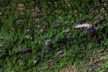 Moss green texture. Moss background. Green moss on grunge texture, background