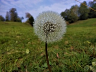 Beautiful dandelion blossom spotted on a meadow in Hinderschloss