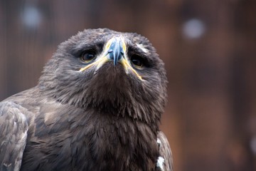 Beautiful bird genera Eagles with a large sharp beak. It is a bird of prey and dangerous for small...