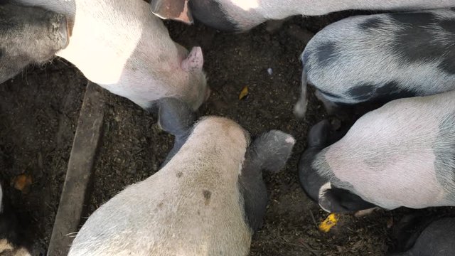 Pigs are fed from swill on the ground