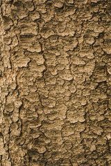 Bark texture