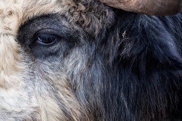 The eye on the massive head of a hoofed animal and part of a horn. The body is covered with very thick gray and black shades.