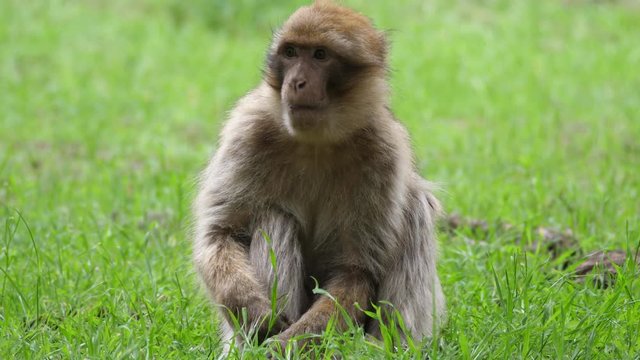Barbary ape eating at C&radic;&reg;dre Gouraud Forest in the Middle Atlas Mountain Range of Morocco