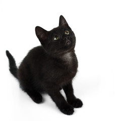 Obraz premium Black kitten sitting looks up. Isolated on white background.
