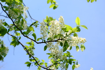 cherry blossom spring