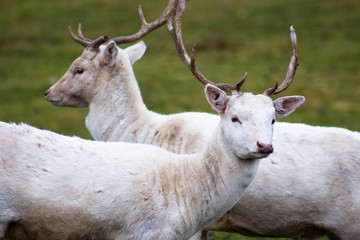 Two young white deer stand behind each other. They are located in the reserve.