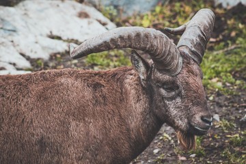 A beautiful ram with twisted horns stands on a rocky surface among the rocks. These sheep live in a place where there are many mountains and rocks.