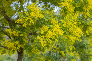 Acacia dealbata flower (silver wattle, blue wattle or mimosa)