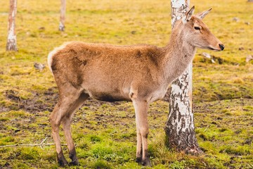 A young deer who has not yet grown horns walks through the pasture and stopped at the birch feeling the danger. The animal lives in the reserve.