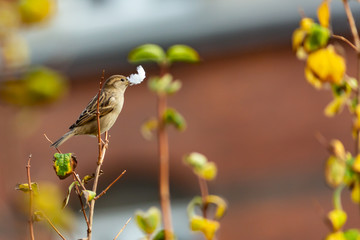 bird with feather