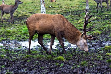 A beautiful deer with big horns walks pasturage in a birch grove among puddles after heavy rain. Animals live in the reserve.