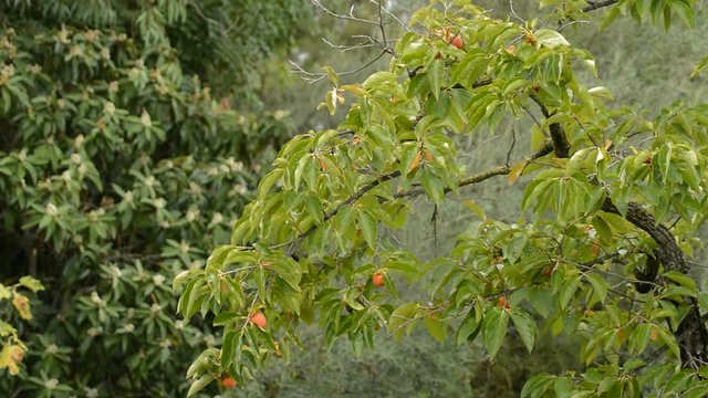 Kaki tree with khakis fruits hanging a cloudy day