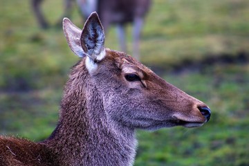 A young deer who has not yet grown horns walks through the pasture. The animal lives in the reserve.