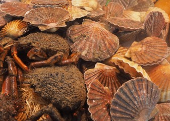 Buey de mar y vieiras