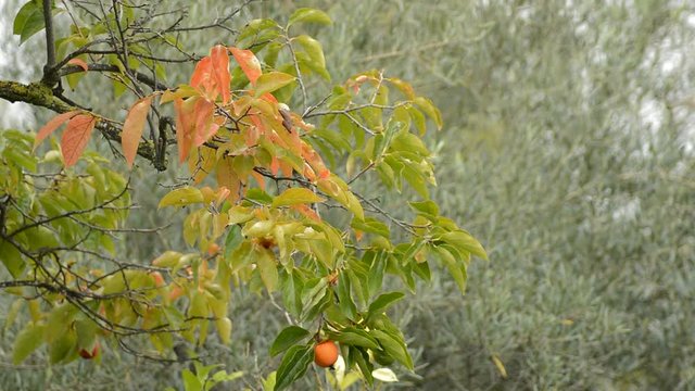 Leaves and fruits of khaki tree in an autumn evening