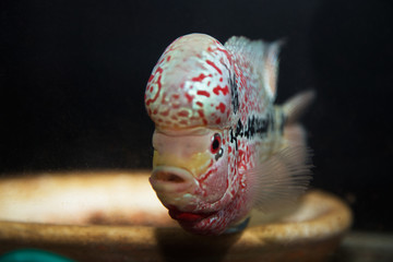 Flower Horn fish