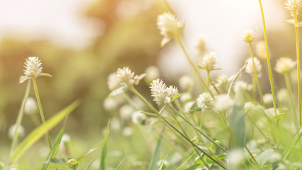 Closeup of green leaf on blurred background in garden with copy space using as background,fresh wallpaper concept.