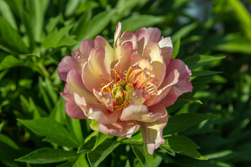 Peony Hybrid 