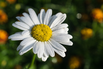 Obraz premium Chamomile, daisy flower closeup shot