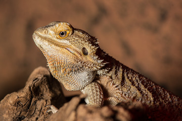reptile on rock