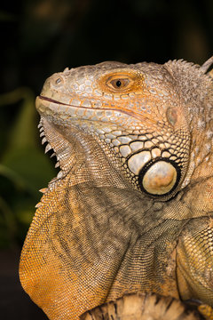 iguan in zoo