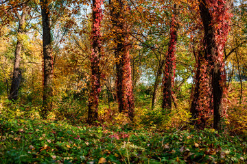 Picturesque autumn on Hydropark. Kyiv, Ukraine