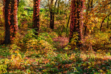 Picturesque autumn on Hydropark. Kyiv, Ukraine