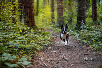 boston terrier in forest
