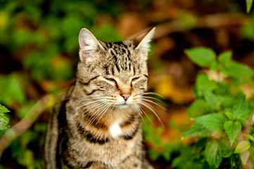 Naklejka na ściany i meble American Bobtail Shorthair Katze im Unterholz