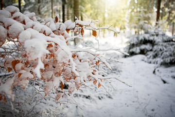 Winter leaves close-up with the snow isolated.